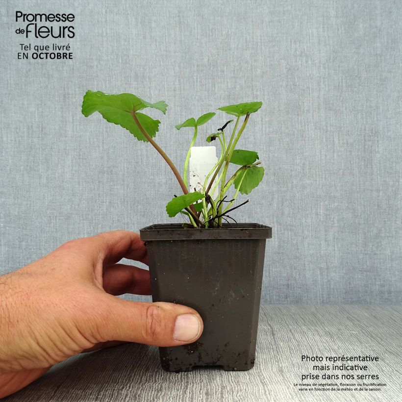 Exemplar von Caltha palustris Polypetala - Sumpf-Dotterblume Kleine Töpfe von 8/9 cm wie im Herbst geliefert