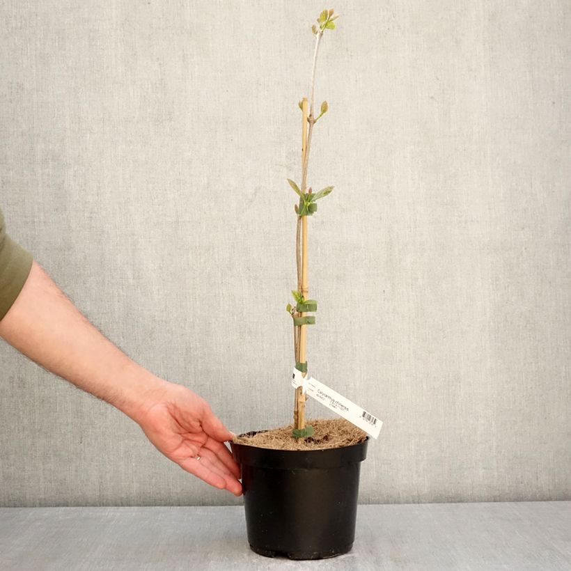 Exemplar von Calycanthus chinensis -Chinesische Wachsstrauch Topf mit 3L/4L wie im Frühjahr geliefert