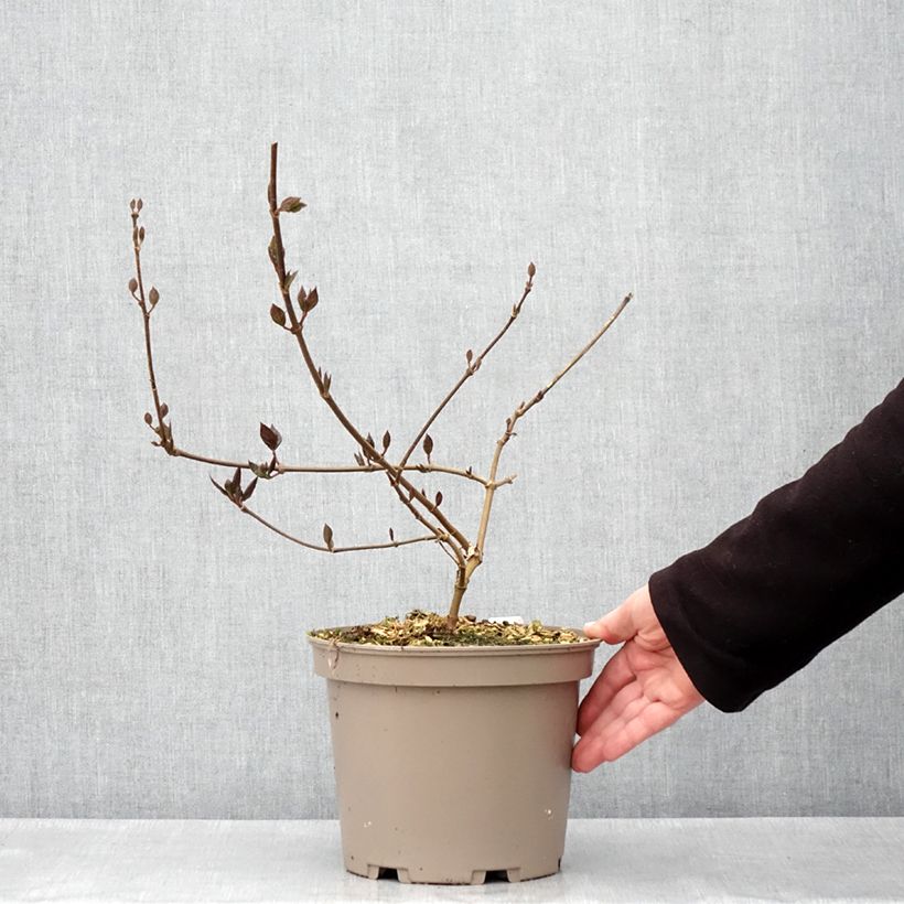 Exemplar von Calycanthus floridus var purpureus Burgundy Spice - Echter Gewürzstrauch Topf mit 4L/5L wie im Frühjahr geliefert