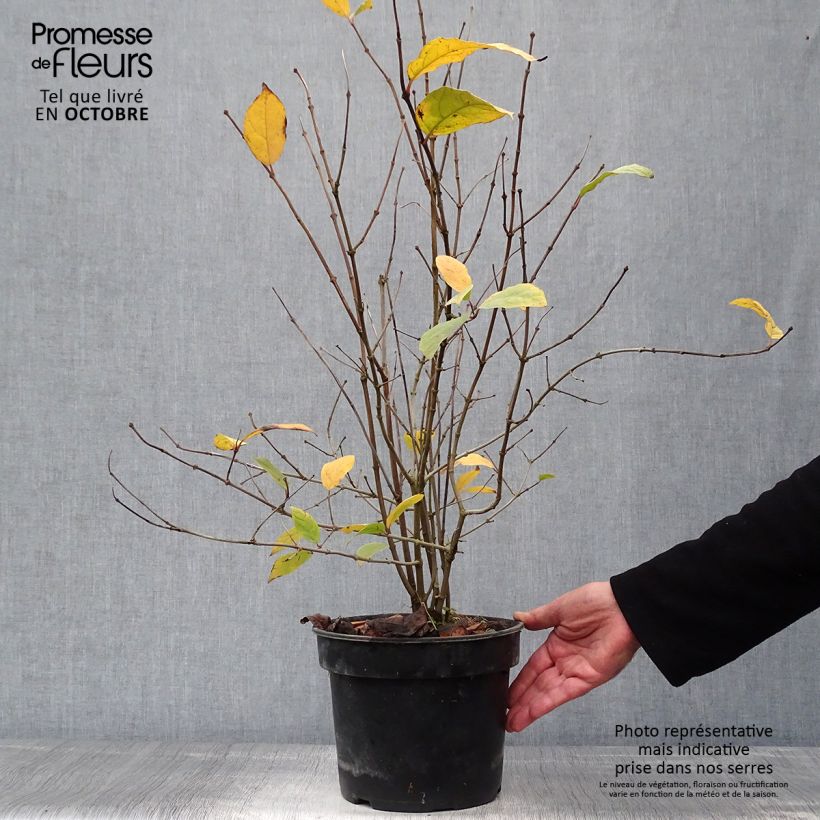 Exemplar von Calycanthus floridus - Echter Gewürzstrauch Topf mit 4L/5L wie im Herbst geliefert