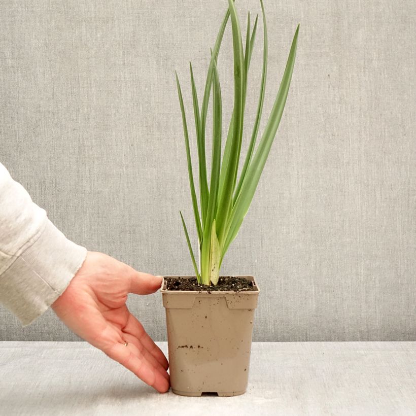 Exemplar von Camassia leichtlinii Alba - Prärielilie Topf 12 cm / 13 cm Kaliber/Größe 14+ wie im Frühjahr geliefert