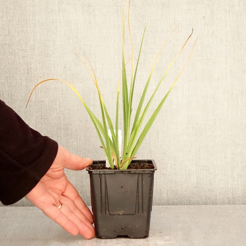 Exemplar von Camassia leichtlinii Alba - Prärielilie Topf mit 1L/1,5L Kaliber/Größe 14+ wie im Frühjahr geliefert
