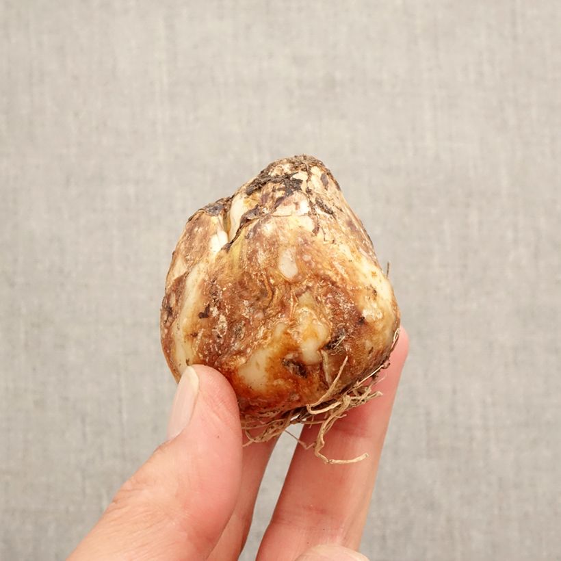 Exemplar von Camassia leichtlinii subsp. suksdorfii Caerulea - Prärielilie Zwiebel Kaliber/Größe 14+ wie im Frühjahr geliefert