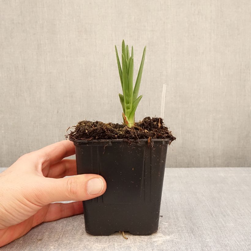 Exemplar von Camassia leichtlinii subsp. suksdorfii Caerulea - Prärielilie Topf mit 1L/1,5L wie im Winter geliefert