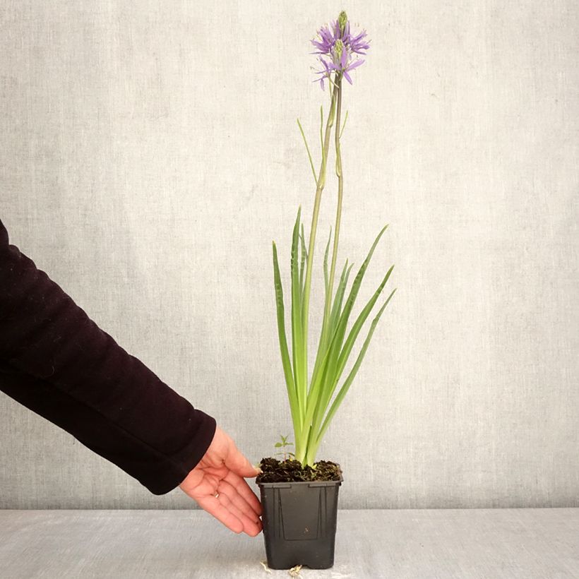 Exemplar von Camassia leichtlinii subsp. suksdorfii Caerulea - Prärielilie Topf mit 1L/1,5L wie im Frühjahr geliefert