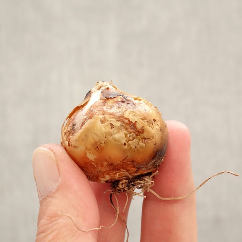 Exemplar von Camassia leichtlinii Silk River - Prärielilie Zwiebel Kaliber/Größe 12+ wie im Frühjahr geliefert