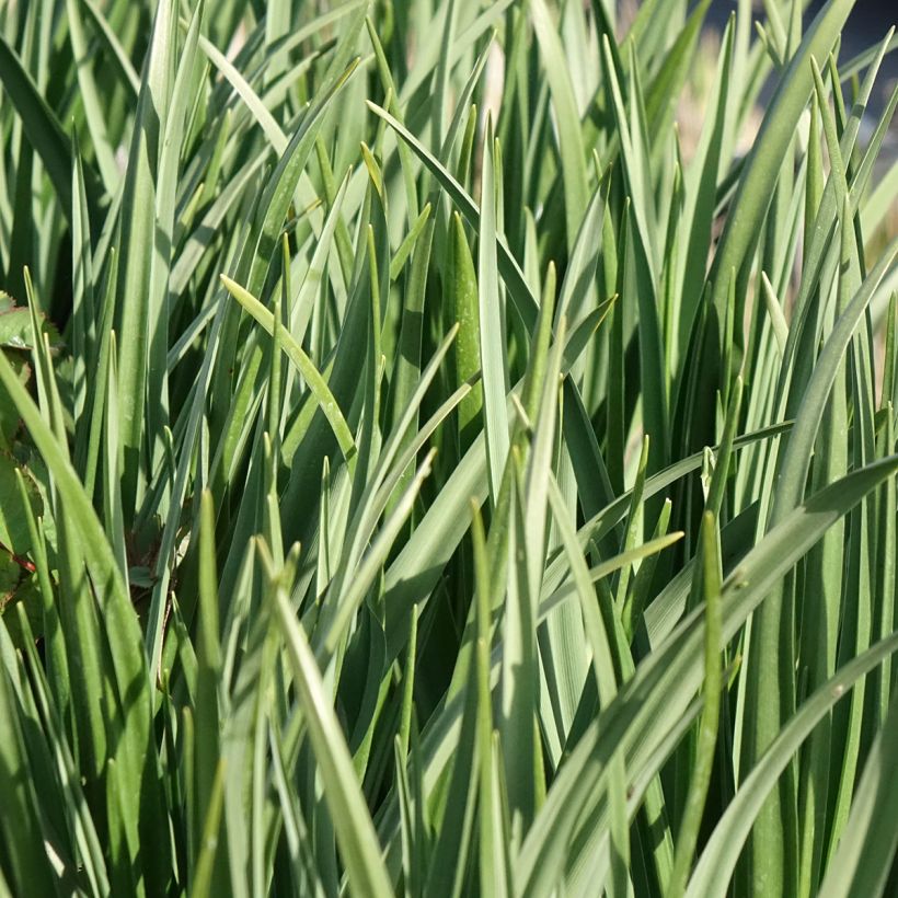 Camassia leichtlinii Silk River - Prärielilie (Blüte)
