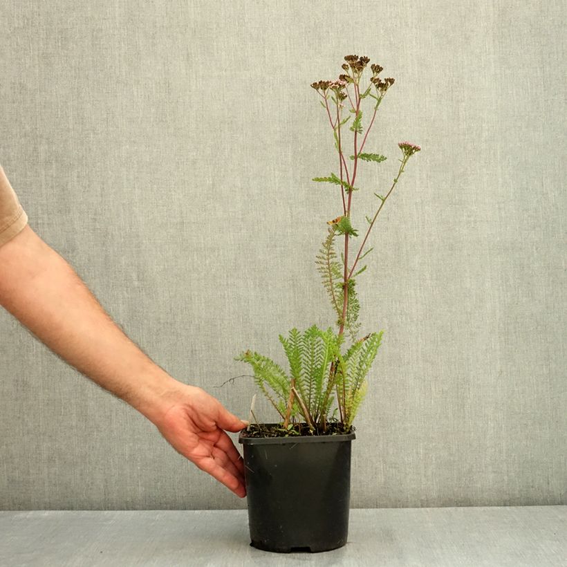 Exemplar von Camassia leichtlinii Silk River - Prärielilie Topf mit 2L/3L wie im Sommer geliefert