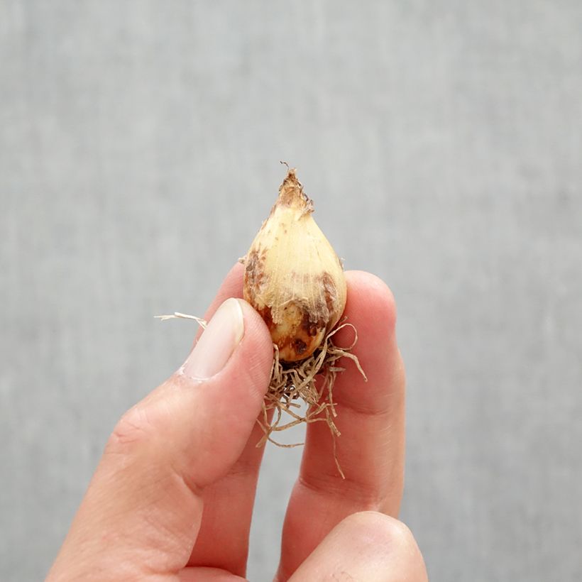 Exemplar von Camassia quamash Blue Melody - Prärielilie Zwiebel Kaliber/Größe 6+ wie im Frühjahr geliefert