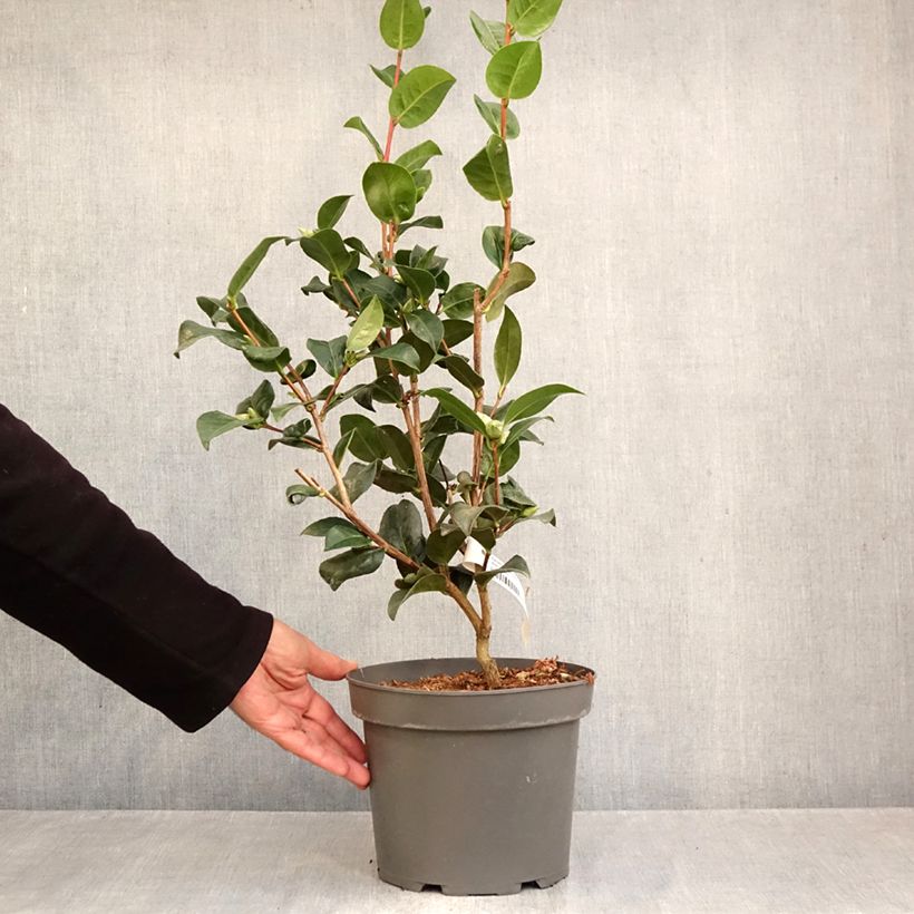 Exemplar von Camellia williamsii Anticipation - Kamelie Topf mit 4L/5L wie im Herbst geliefert