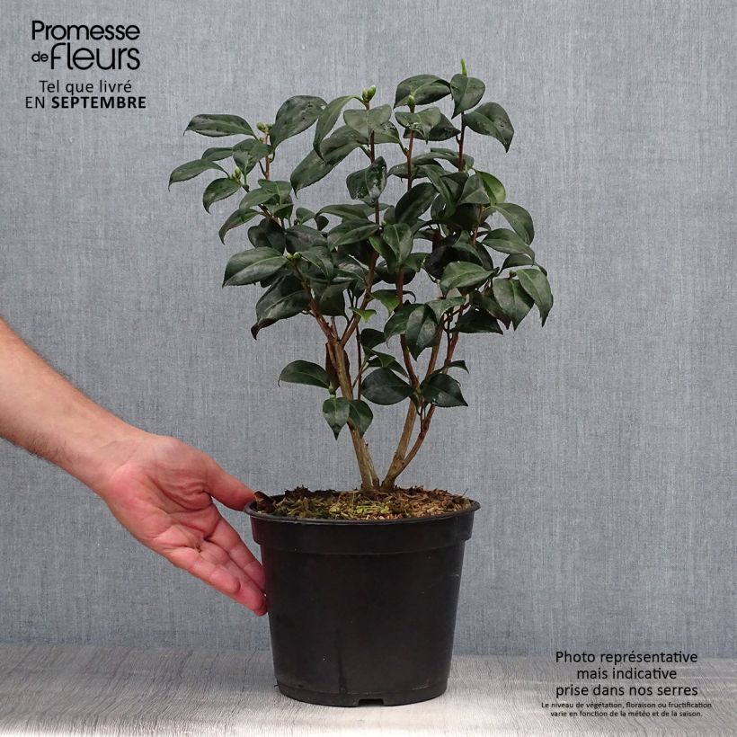 Exemplar von Camellia Bob's Tinsie - Japanische Kamelie Topf mit 4L/5L wie im Herbst geliefert