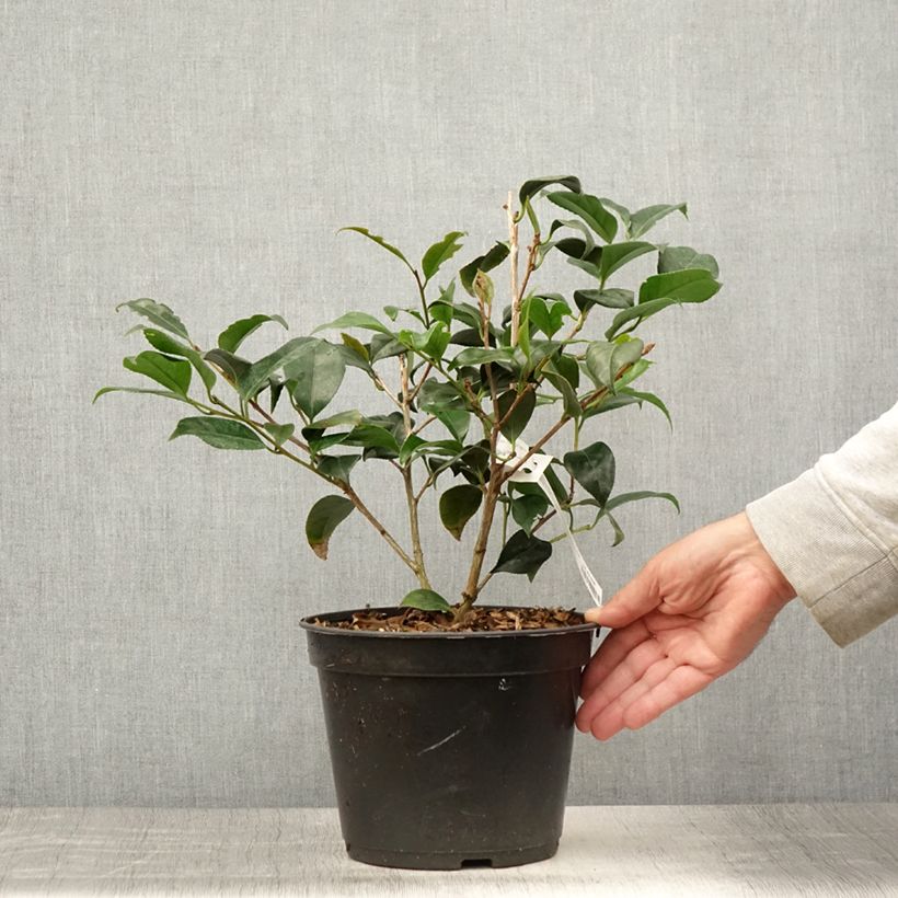 Exemplar von Camellia Bob's Tinsie - Japanische Kamelie Topf mit 4L/5L wie im Sommer geliefert