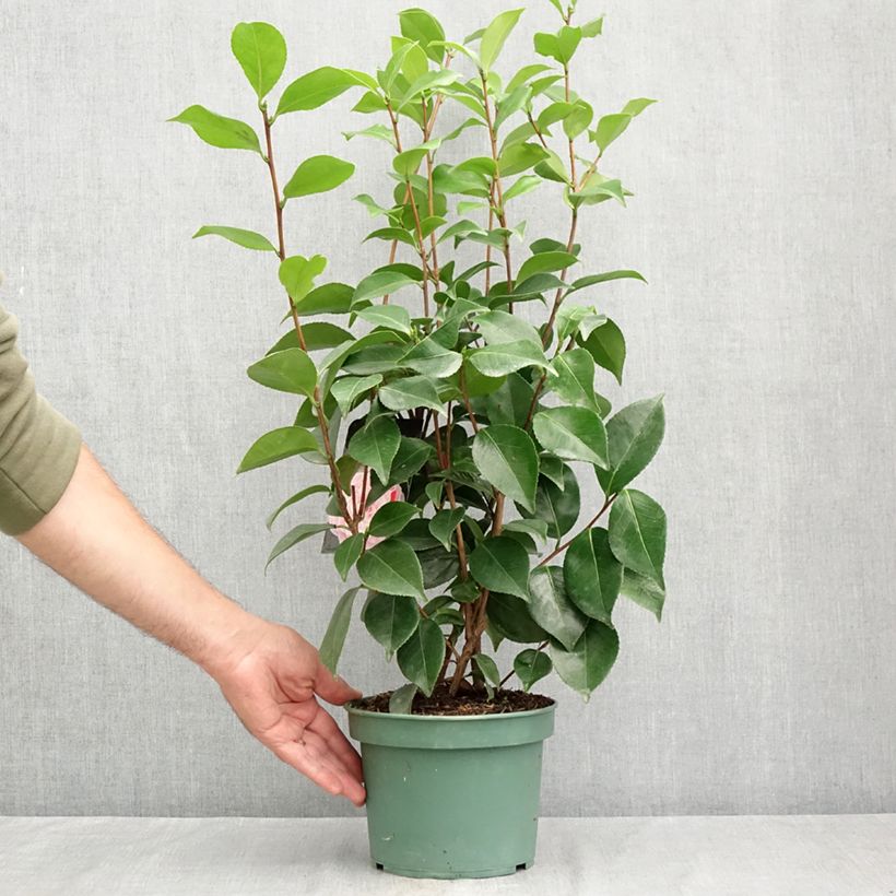 pinnatum marble variegata Epipremnum Pinnatum Marble Veriegated Plant (Semishade marble King) –  ASHIYANA STORE main image 0