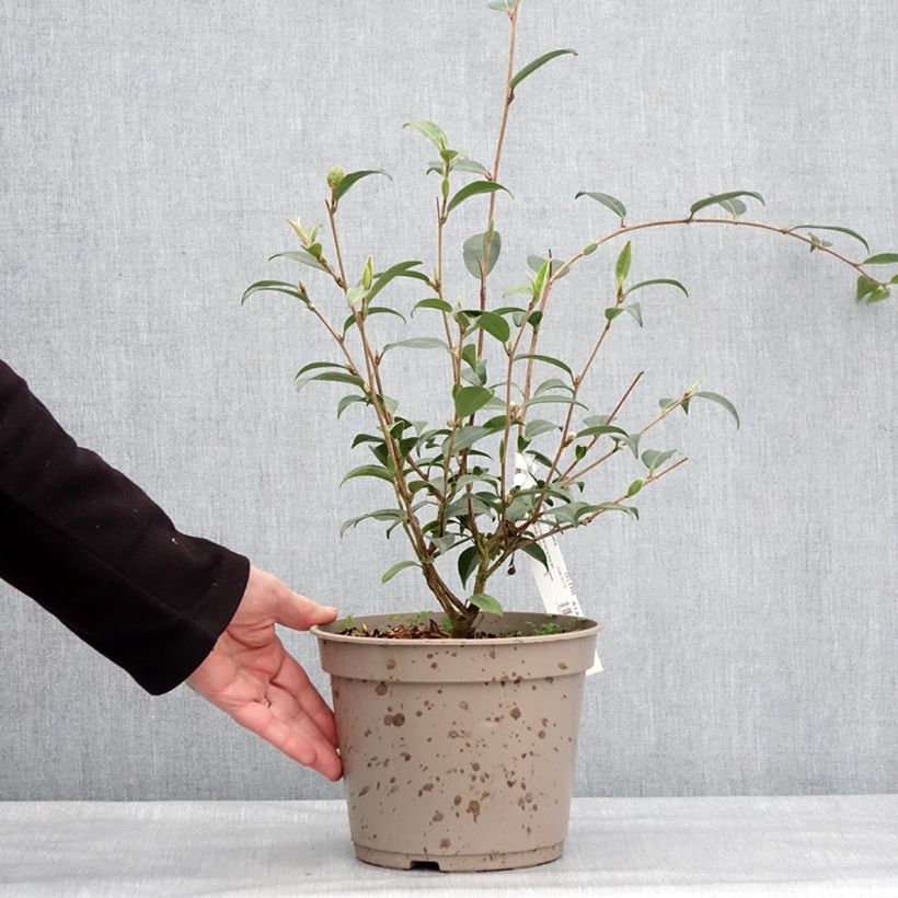 Exemplar von Camellia Fairy Wand - Kamelie Topf mit 3L/4L wie im Winter geliefert