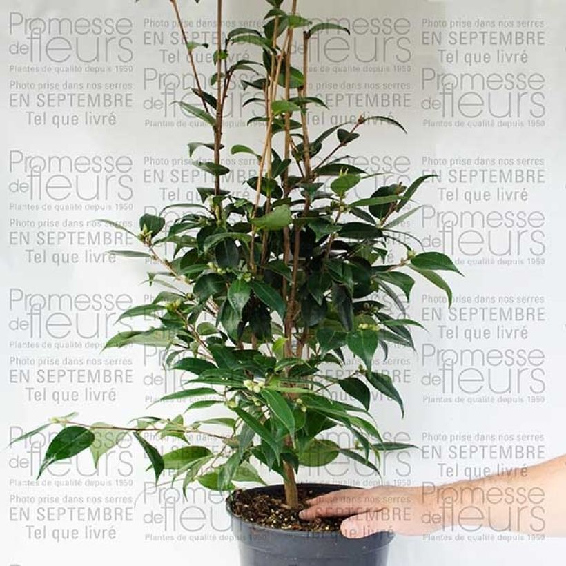 Beispiel eines Exemplars von Camellia Spring Festival - Kamelie Topf mit 3L/4L wie geliefert