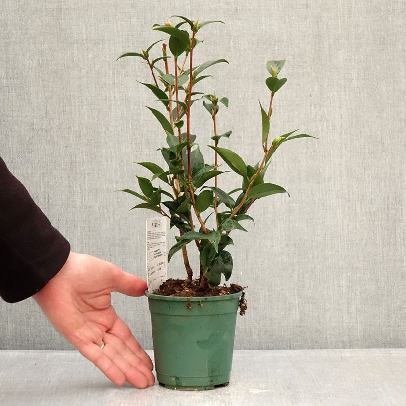 Exemplar von Camellia Spring Festival - Kamelie Topf 12 cm / 13 cm wie im Winter geliefert