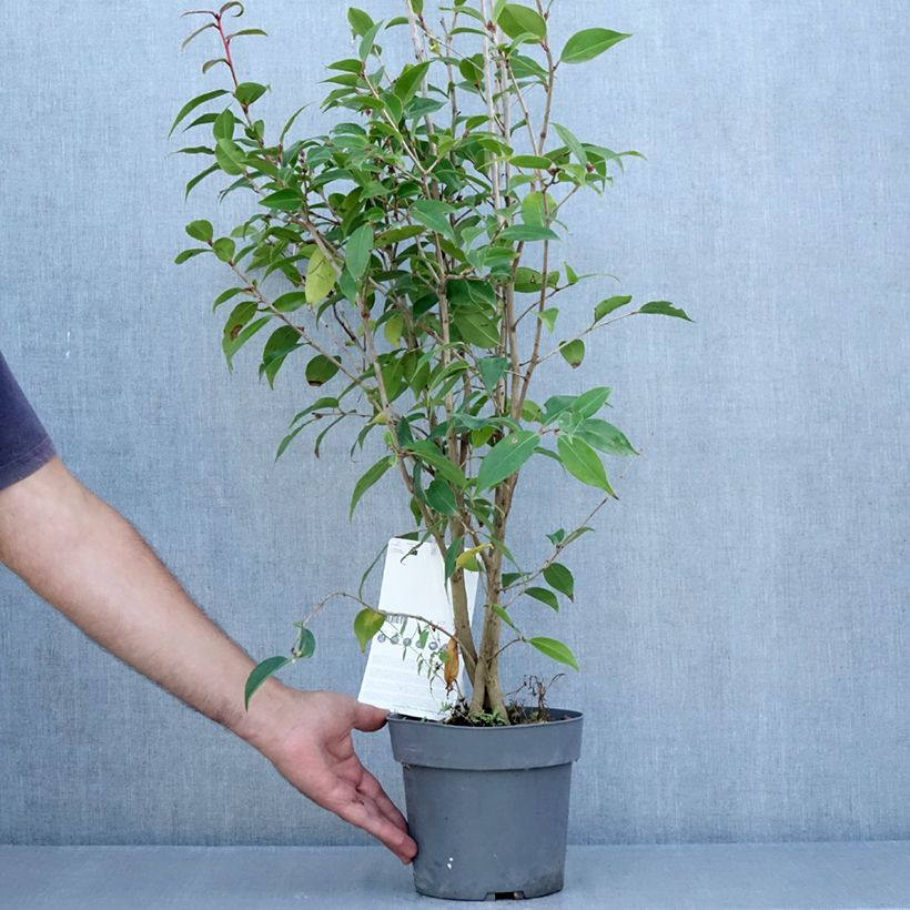 Exemplar von Camellia Spring Festival - Kamelie Topf mit 3L/4L wie im Sommer geliefert
