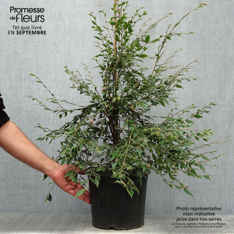Exemplar von Camellia rosthoriana Cupido - Kamelie Topf mit 7,5L/10L wie im Herbst geliefert