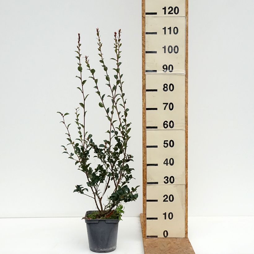 Exemplar von Camellia lutchuensis Fairy blush - Kamelie Topf mit 3L/4L wie im Herbst geliefert