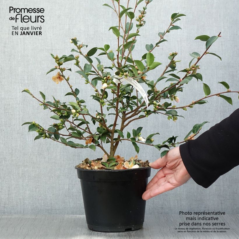 Exemplar von Camellia lutchuensis Fairy blush - Kamelie Topf mit 3L/4L wie im Winter geliefert