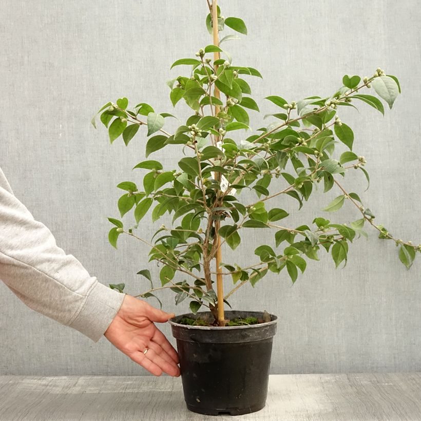 Exemplar von Camellia Gay Baby - Kamelie Topf mit 4L/5L wie im Herbst geliefert
