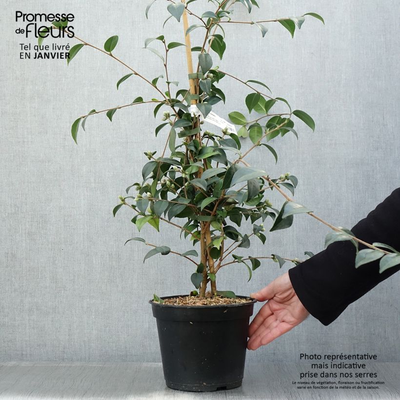 Exemplar von Camellia Gay Baby - Kamelie Topf mit 4L/5L wie im Winter geliefert