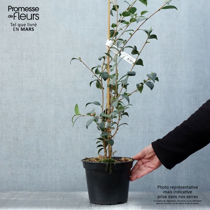 Exemplar von Camellia Gay Baby - Kamelie Topf mit 4L/5L wie im Frühjahr geliefert