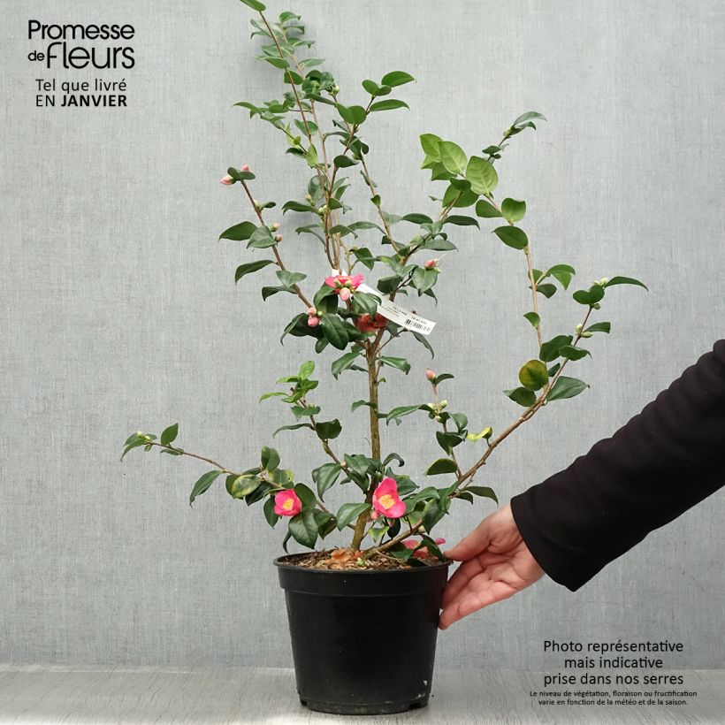 Exemplar von Camellia lutchuensis Koto No Kaori - Kamelie Topf mit 4L/5L wie im Winter geliefert