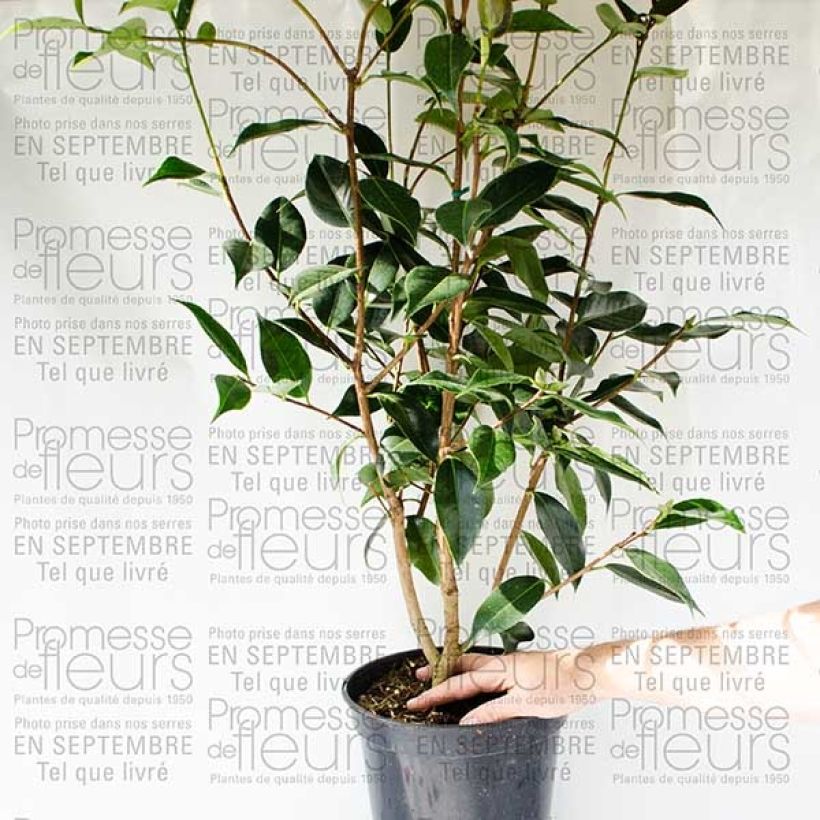 Beispiel eines Exemplars von Camélia classique - Camellia Royal Velvet Pot de 4L/5L wie geliefert