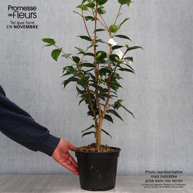 Exemplar von Camellia Royal Velvet - Kamelie Topf mit 4L/5L wie im Herbst geliefert