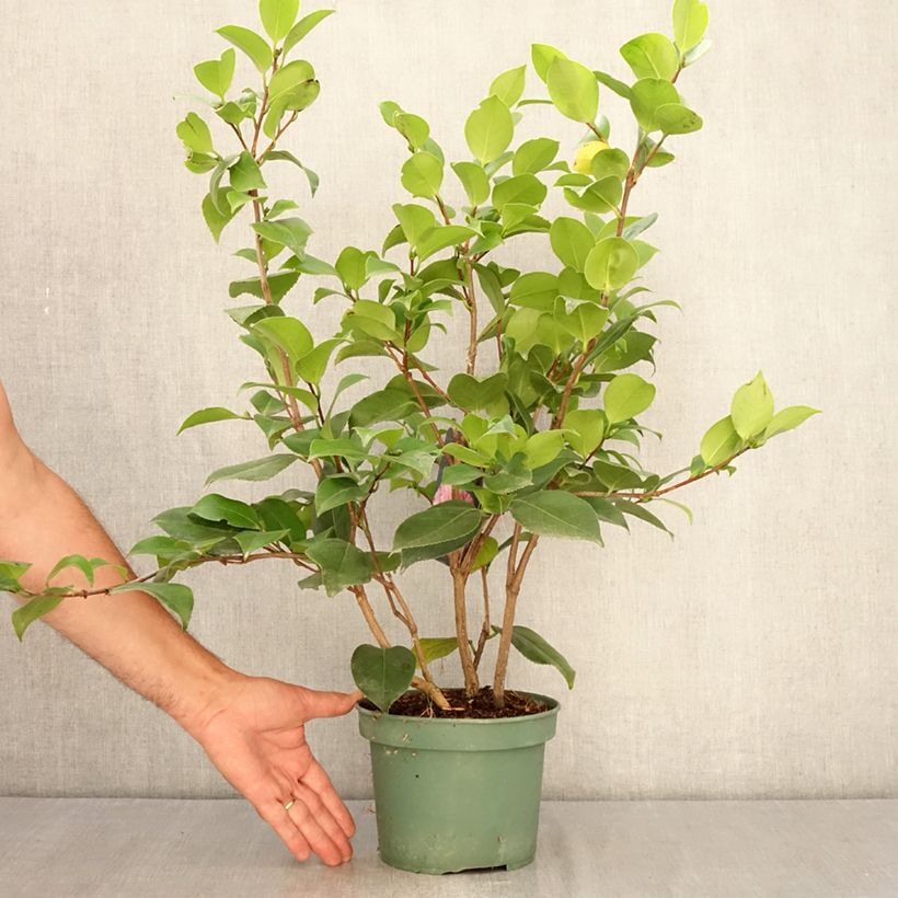 Exemplar von Camellia Comte de Gomer - Japanische Kamelie Topf mit 2L/3L wie im Sommer geliefert