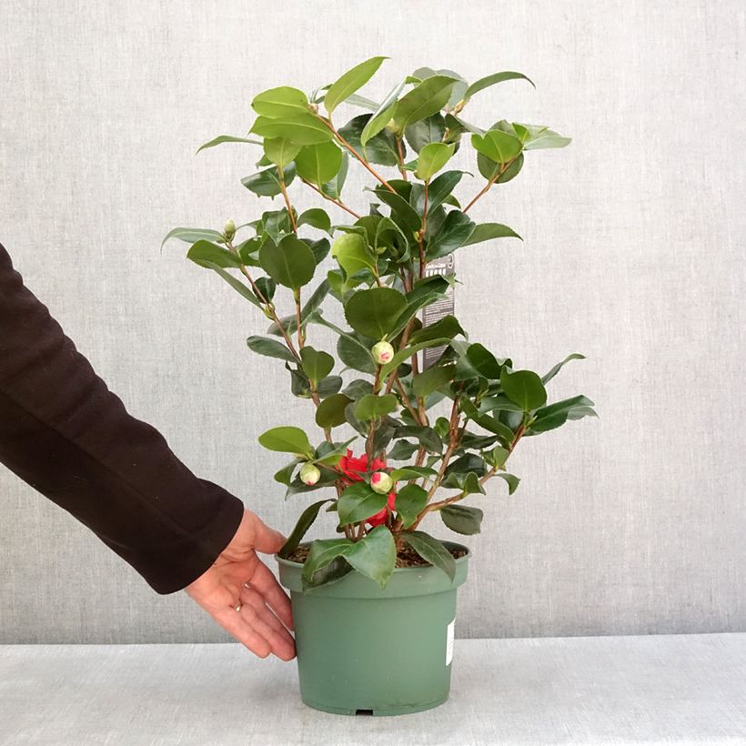 Exemplar von Camellia Comte de Gomer - Japanische Kamelie Topf mit 2L/3L wie im Winter geliefert