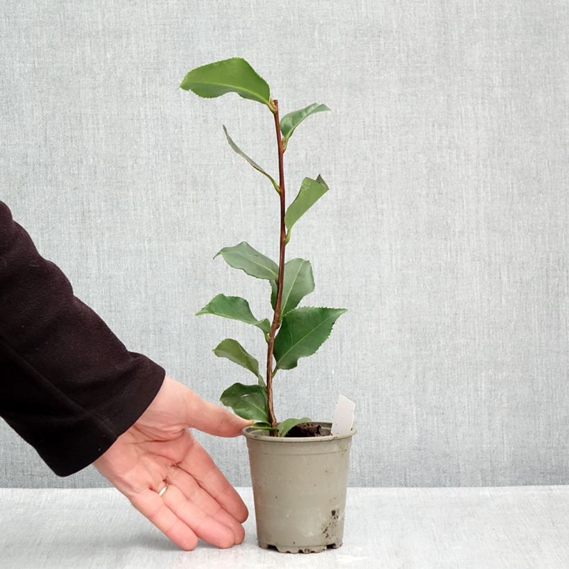 Exemplar von Camellia Coquetti - Japanische Kamelie Kleine Töpfe von 8/9 cm wie im Herbst geliefert