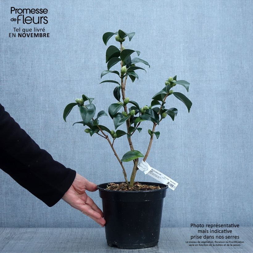 Exemplar von Camellia Coquetti - Japanische Kamelie Topf mit 4L/5L wie im Herbst geliefert
