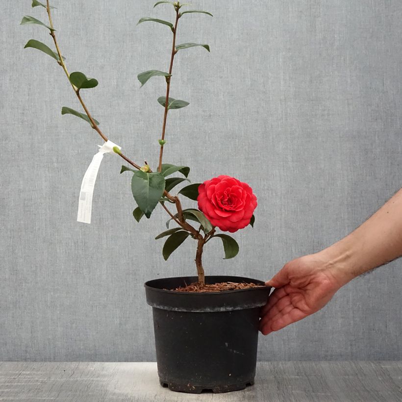 Exemplar von Camellia Coquetti - Japanische Kamelie Topf mit 4L/5L wie im Frühjahr geliefert
