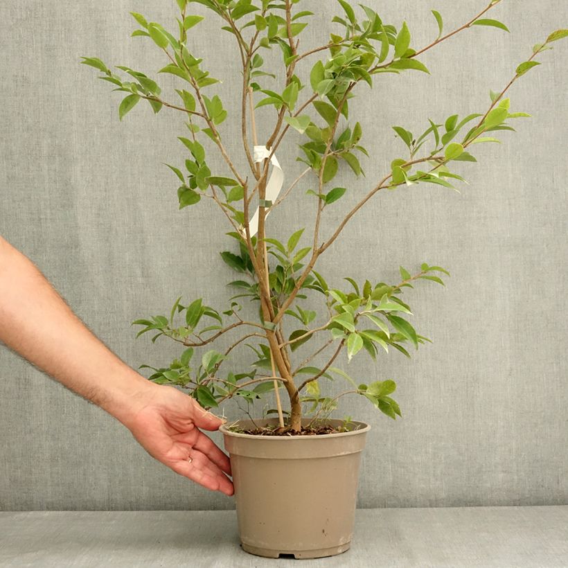 Exemplar von Camellia Autumn Jewel - Herbstblühende Kamelie Topf mit 4L/5L wie im Sommer geliefert