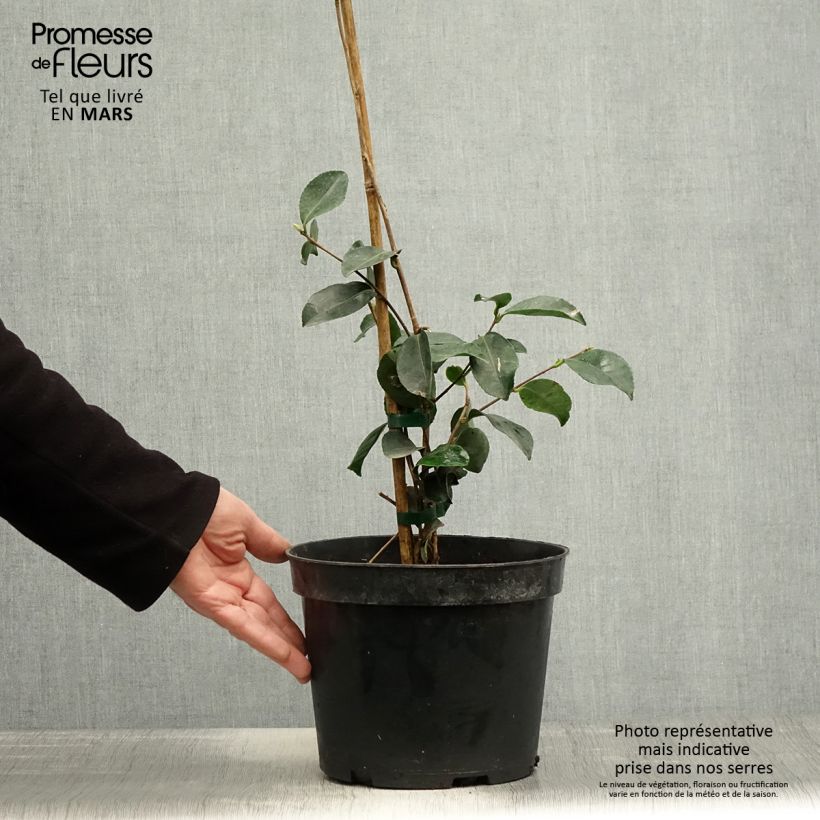 Exemplar von Camellia sasanqua Narumi Gaita - Herbstblühende Kamelie Topf mit 4L/5L wie im Frühjahr geliefert