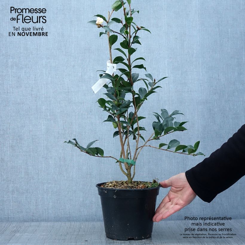 Exemplar von Camellia sasanqua Choji Guruma - Herbstblühende Kamelie Topf mit 4L/5L wie im Herbst geliefert