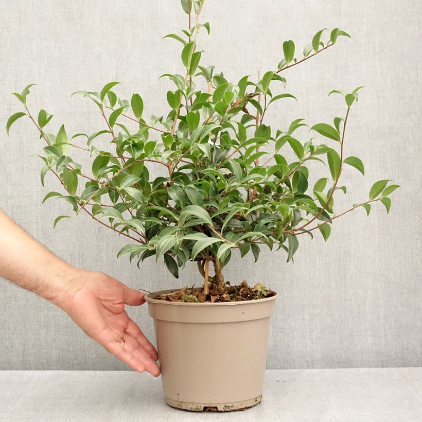Exemplar von Camellia sasanqua Frosted Star - Herbstblühende Kamelie Topf mit 4L/5L wie im Sommer geliefert