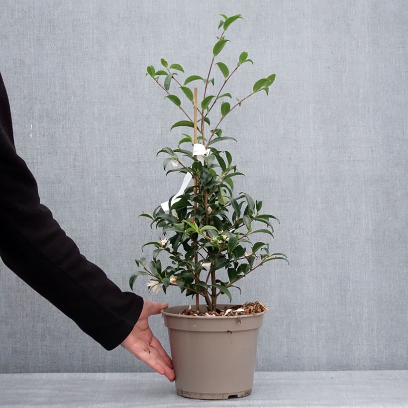 Exemplar von Camellia sasanqua Frosted Star - Herbstblühende Kamelie Topf mit 4L/5L wie im Winter geliefert
