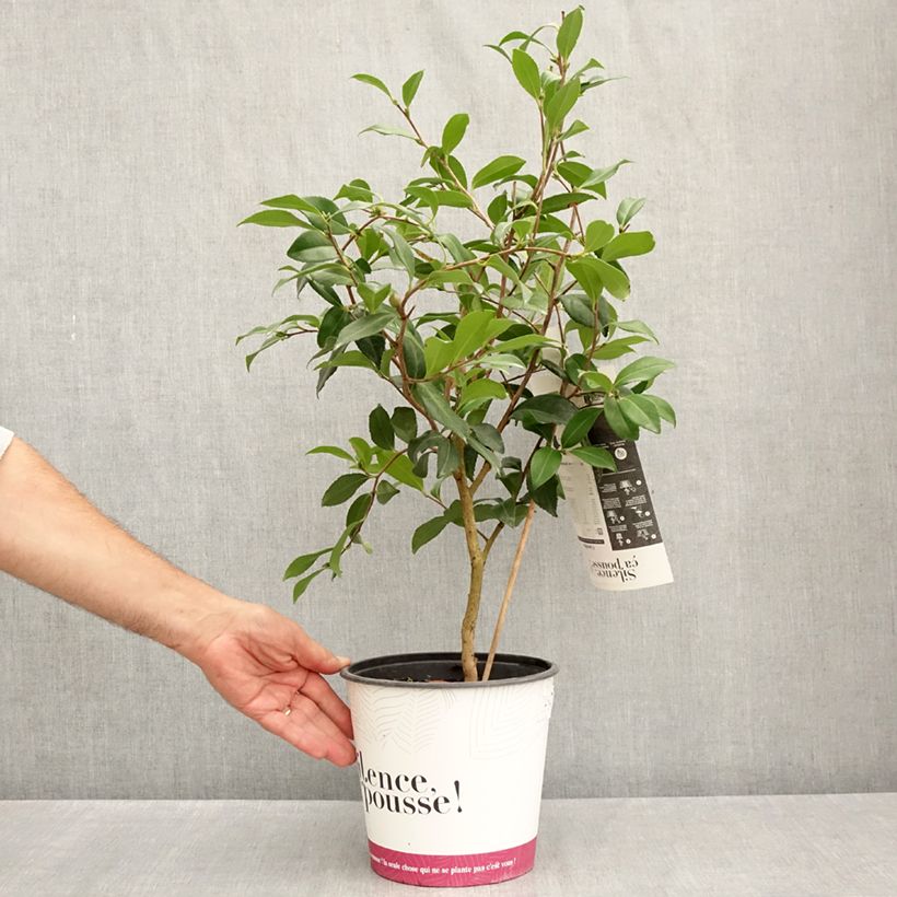 Exemplar von Camellia sasanqua Hinode-Gumo - Herbstblühende Kamelie Topf mit 4L/5L wie im Sommer geliefert