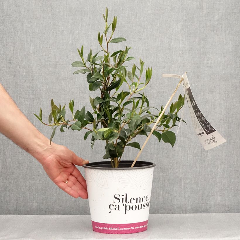 Exemplar von Camellia sasanqua Hinode-Gumo - Herbstblühende Kamelie Topf mit 4L/5L wie im Frühjahr geliefert