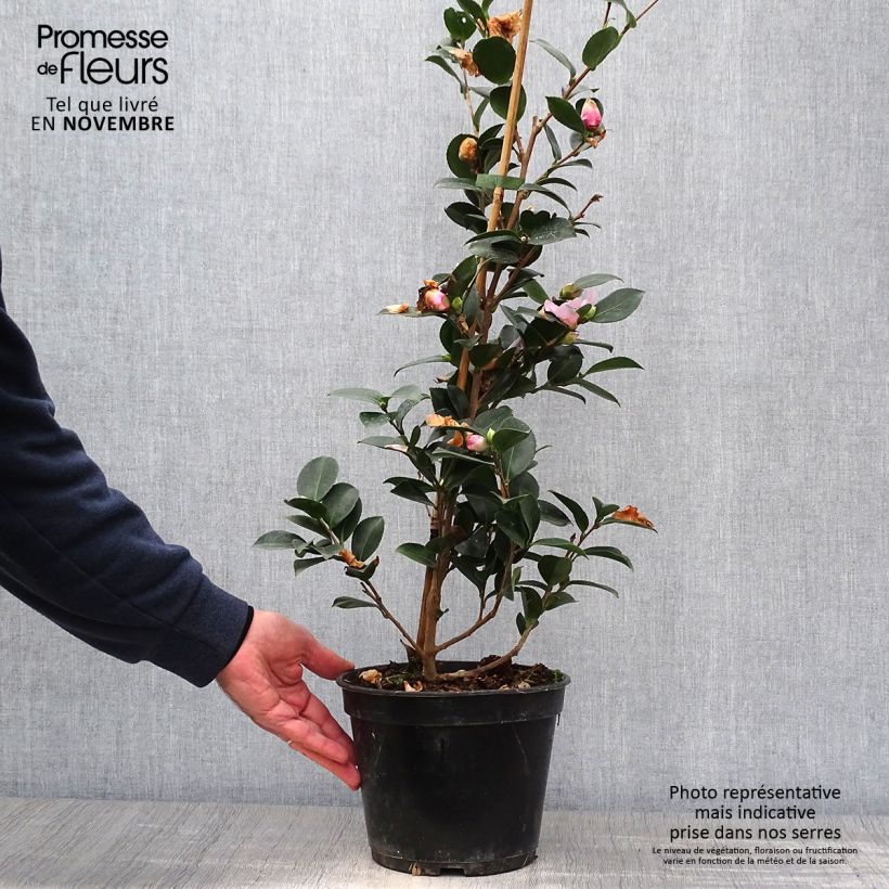 Exemplar von Camellia hiemalis Pink Goddess - Kamelie Topf mit 4L/5L wie im Herbst geliefert