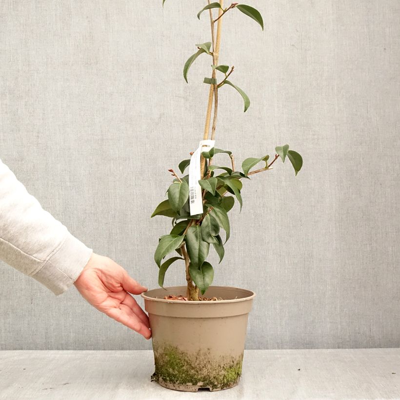 Exemplar von Camellia Donckelarii - Japanische Kamelie Topf mit 4L/5L wie im Frühjahr geliefert