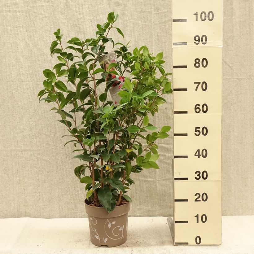 Exemplar von Camellia Three Sisters Mix - Japanische Kamelie Topf mit 6L/7L wie im Herbst geliefert