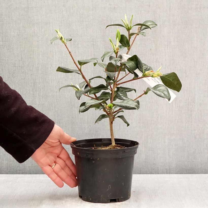 Exemplar von Camellia Nicky Crisp - Kamelie Topf mit 2L/3L wie im Frühjahr geliefert
