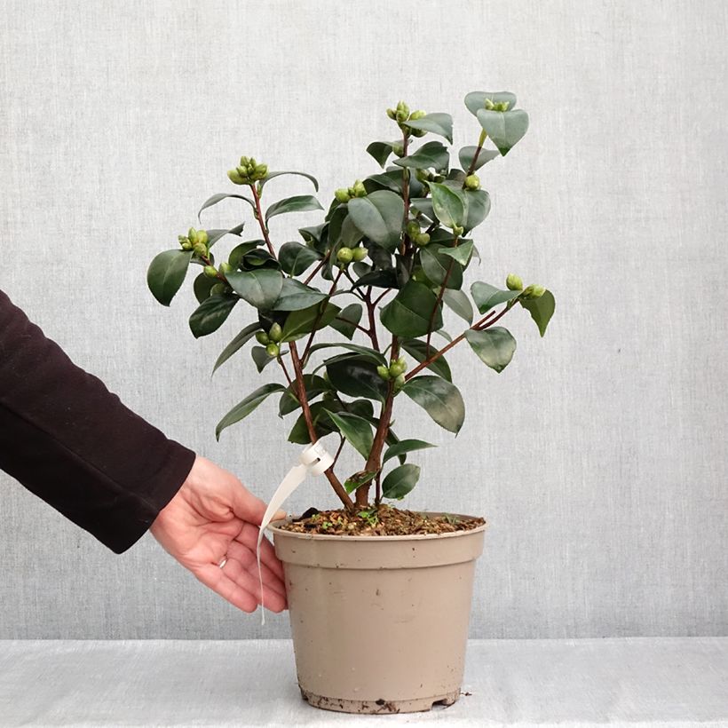 Exemplar von Camellia Il Gioiello - Japanische Kamelie Topf mit 4L/5L wie im Herbst geliefert