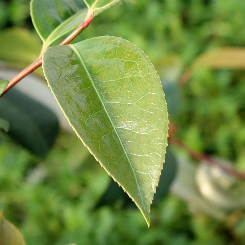 Camellia reticulata Inspiration - Kamelie (Laub)