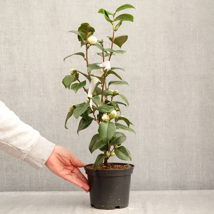 Exemplar von Camellia Janet Waterhouse - Japanische Kamelie Topf mit 2L/3L wie im Winter geliefert