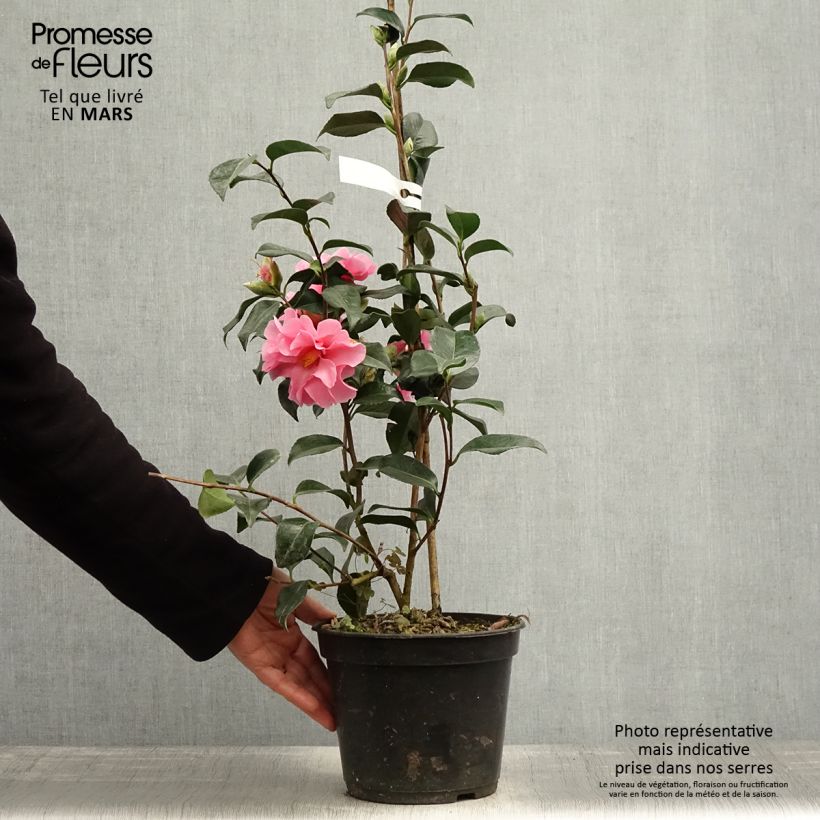 Exemplar von Camellia williamsii Lucky Star - Kamelie Topf mit 4L/5L wie im Frühjahr geliefert